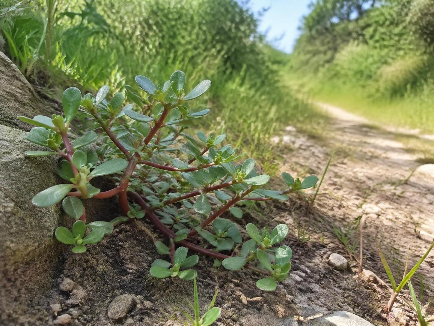 découvrez les risques pour votre santé liés au pourpier toxique en pleine nature et comment l'identifier pour éviter tout danger.