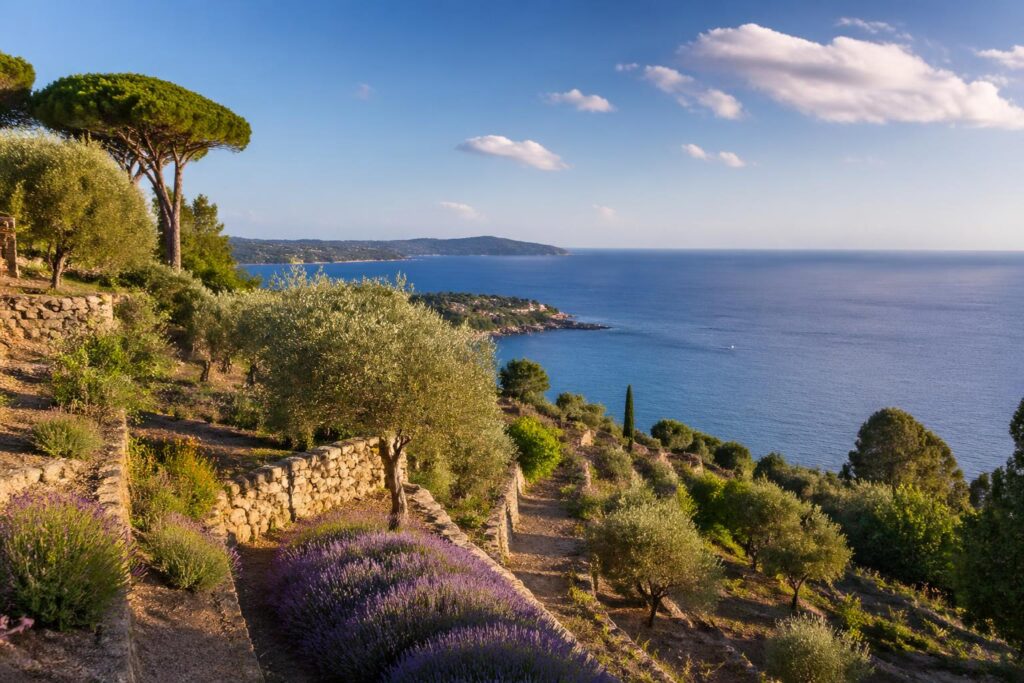 découvrez les restanques de saint-tropez, un écrin de nature entre mer scintillante et collines parfumées, offrant un cadre paisible et authentique pour les amoureux du paysage provençal.