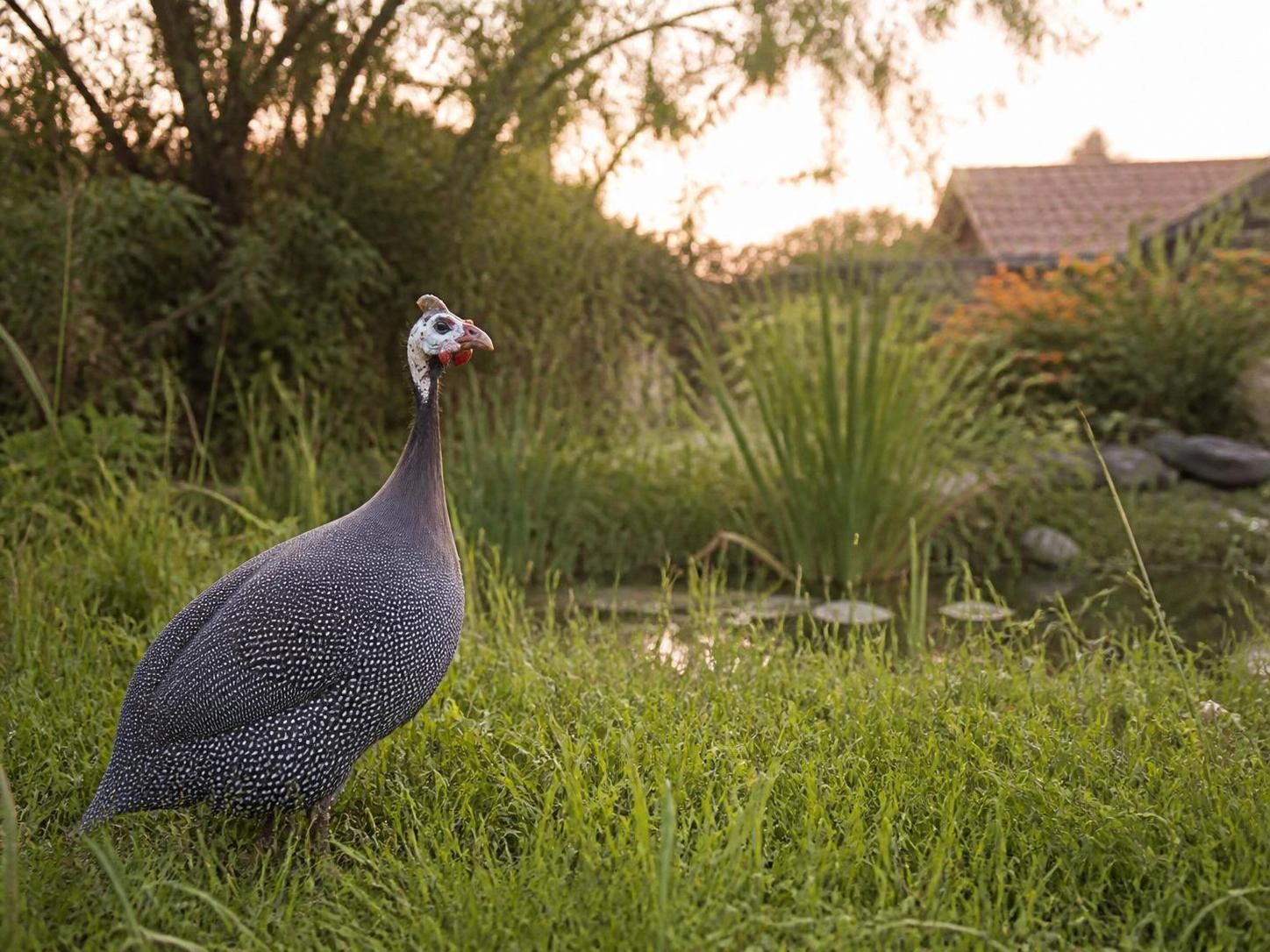 découvrez l'oie de guinée, un oiseau sauvage bénéfique pour votre jardin écologique, aidant à contrôler les insectes et à entretenir la végétation naturellement.