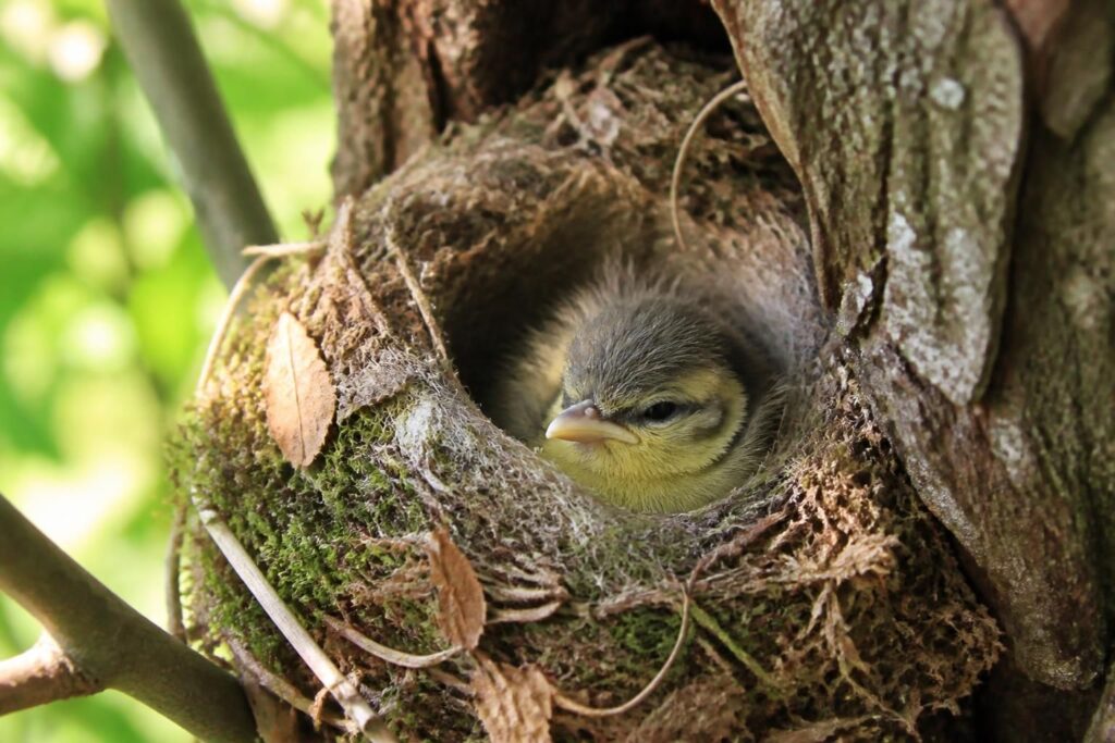 découvrez comment reconnaître les premiers signes de vie d'un bébé mésange dans son nid grâce à nos conseils pratiques et observations détaillées.