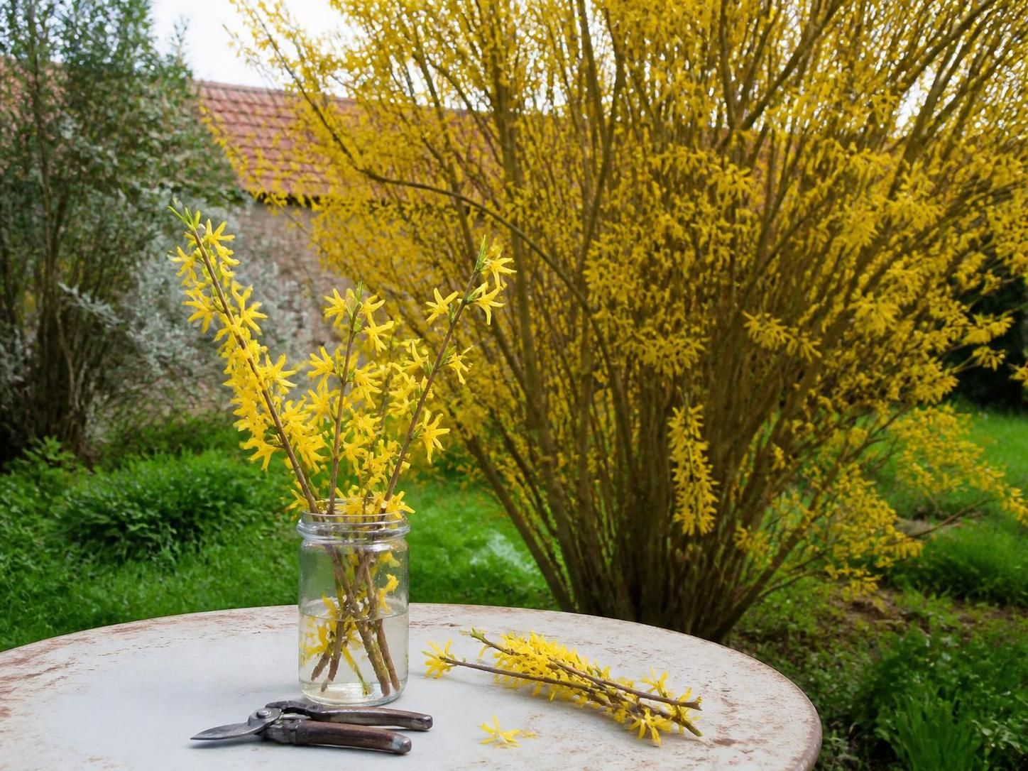 découvrez les meilleures astuces pour réussir la bouture de forsythia et profiter d'une plante de printemps éclatante dans votre jardin.