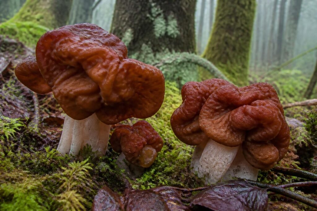 découvrez comment identifier le gyromite champignons, une espèce fascinante et étrange, lors de vos balades en pleine nature grâce à nos conseils simples et pratiques.