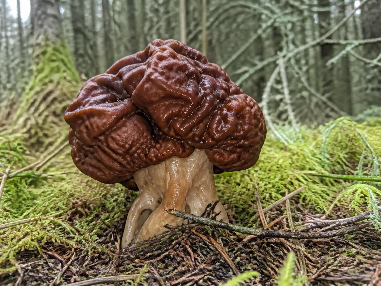 découvrez comment identifier le gyromite champignons, une espèce étonnante et peu commune, grâce à nos conseils pour la reconnaître facilement en pleine nature.