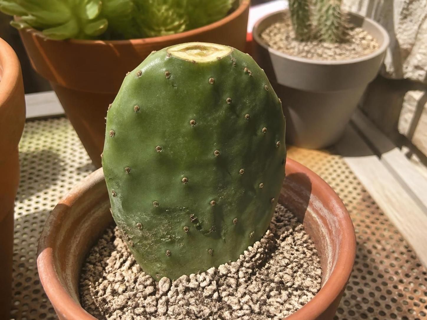 découvrez les étapes clés pour réussir la bouture de figuier de barbarie chez vous, avec nos conseils pratiques pour cultiver facilement ce cactus exotique.