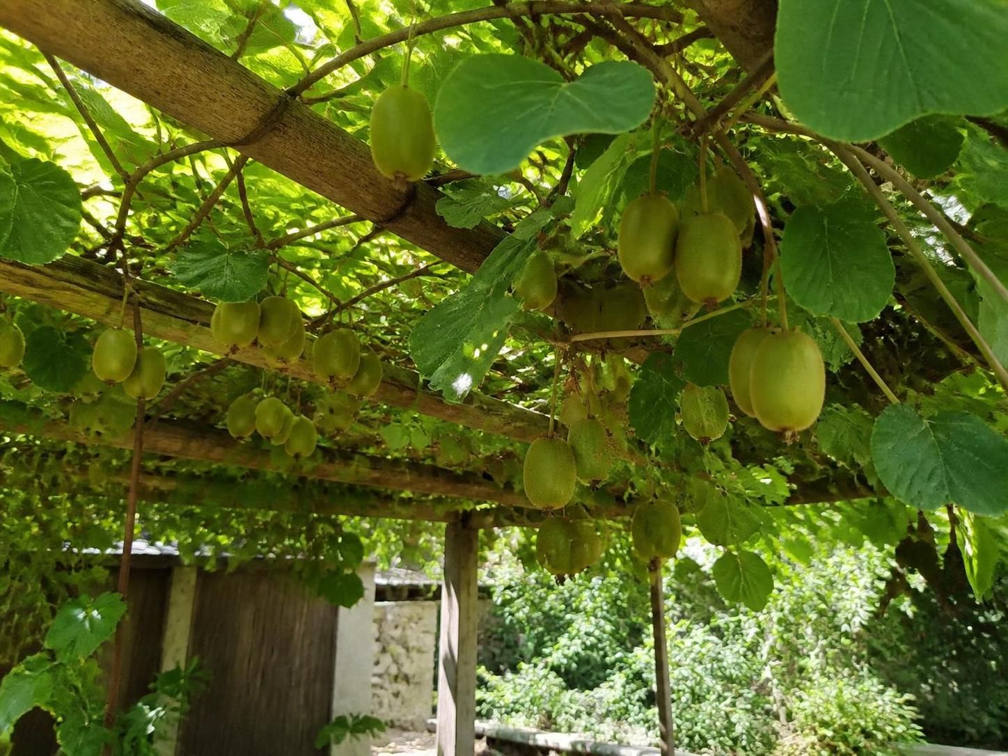 découvrez comment cultiver facilement le kiwi dans votre jardin et profitez d'un fruit savoureux grâce à nos conseils pratiques et astuces de jardinage.