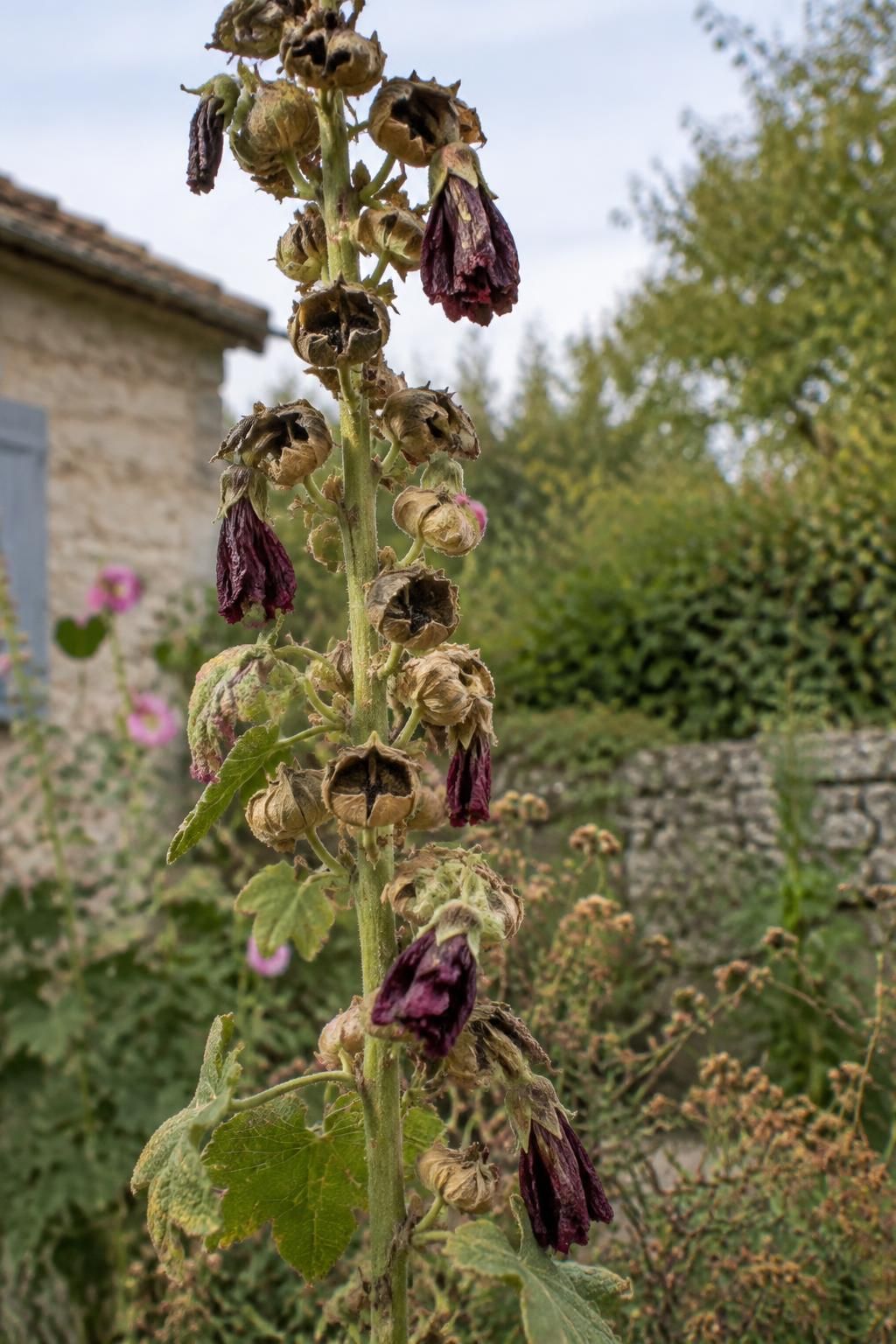 découvrez quand et comment récolter les graines de rose trémière, puis les conserver correctement pour profiter de fleurs colorées dans votre jardin.